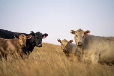 Yenilenebilir tarım çiftliğindeki bir tarlada inek sürüsü. Avustralya 'da yaz mevsiminde uzun kuru otlar