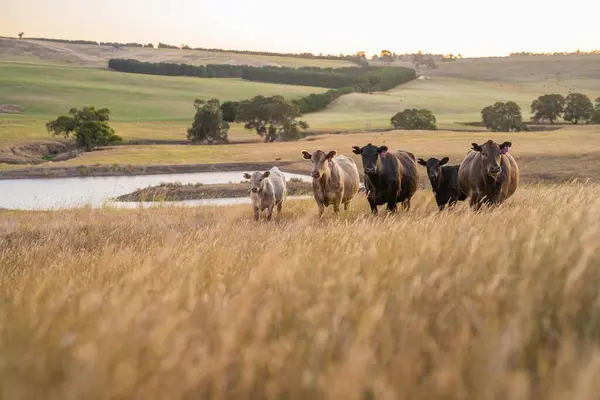 Stud Angus cows in a field free range beef cattle on a farm. Portrait of cow close up