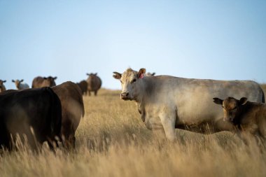 Yenilenebilir tarım çiftliğindeki bir tarlada inek sürüsü. Avustralya 'da yaz mevsiminde uzun kuru otlar