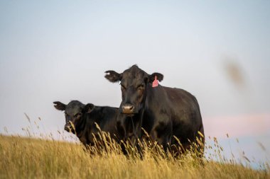 Avustralya 'da rejeneratif tarımla uğraşan bir çiftlikteki yerli otların üzerinde otlayan şişman sığırlar. Otlaktaki Hereford sığırları. Gün batımında altın ışıkla bir tarlada inekler.