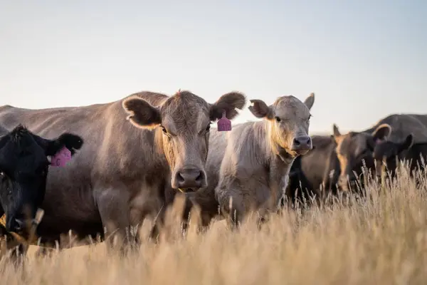 Kühe Und Kälber Weiden Sommer Auf Trockenem Hohen Gras Auf — Stockfoto
