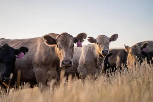 Porträt Von Kühen Auf Einer Weide Regenerative Landwirtschaft Speichert Co2 — Stockfoto