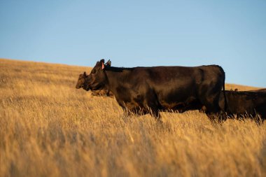 Avustralya 'daki güzel sığırlar ot yer, otlakta otlarlar. Tarımsal bir çiftlikte yetiştirilen sığır sürüsü. Sürdürülebilir tarım ürünleri. 