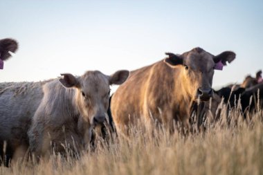 Avustralya 'da yaz aylarında kurak bir kuraklıkta gün batımında bir tarlada inek. 