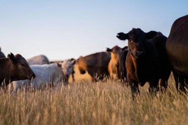 Avustralya 'da rejeneratif tarımla uğraşan bir çiftlikteki yerli otların üzerinde otlayan şişman sığırlar. Otlaktaki Hereford sığırları. Gün batımında altın ışıkla bir tarlada inekler.