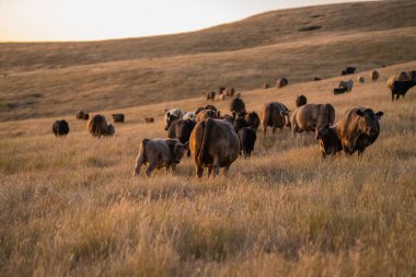 Yenilenebilir tarım çiftliğindeki bir tarlada inek sürüsü. Avustralya 'da yaz mevsiminde uzun kuru otlar