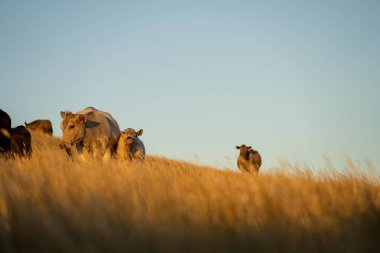 Yenilenebilir tarım çiftliğindeki bir tarlada inek sürüsü. Avustralya 'da yaz mevsiminde uzun kuru otlar