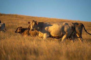 İnekler ve buzağılar Avustralya 'da yaz aylarında bir tepedeki uzun otların üzerinde otluyorlar. Avustralya 'da bir tarım çiftliğindeki güzel, şişman sığır sürüsü. 