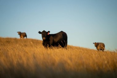 Avustralya 'daki güzel sığırlar ot yer, otlakta otlarlar. Tarımsal bir çiftlikte yetiştirilen sığır sürüsü. Sürdürülebilir tarım ürünleri. 