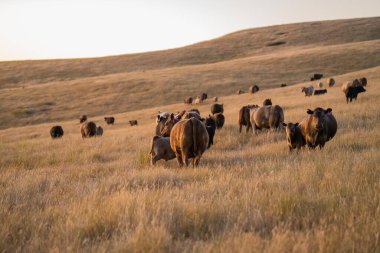 Angus ineklerini bir çiftlikteki sığır çiftliğinde bedavaya besliyorlar. İnek portresi. Yakından.