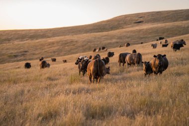 Otlayan ineklerin portresi. Toprakta karbon izolasyonu olan CO2 depolayan rejeneratif tarım çiftliği 