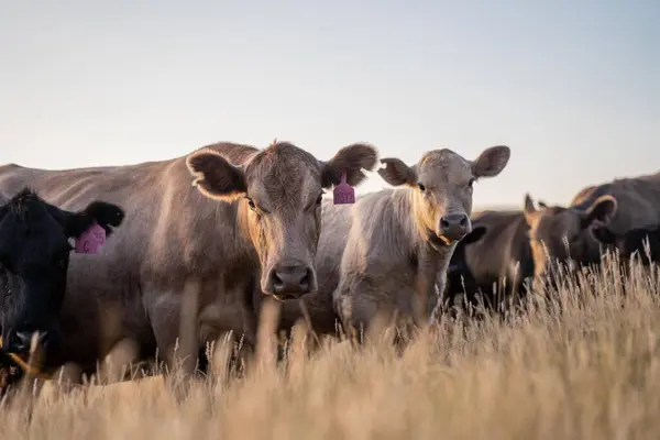 Schöne Rinder Australien Die Gras Fressen Und Auf Der Weide — Stockfoto