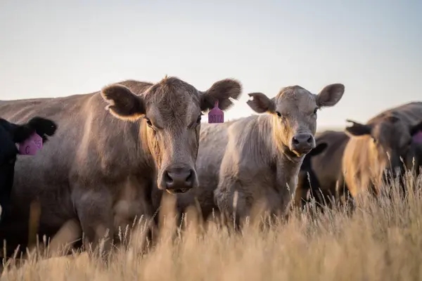 Fette Rinderkühe Weiden Auf Einheimischen Gräsern Auf Einem Feld Auf — Stockfoto