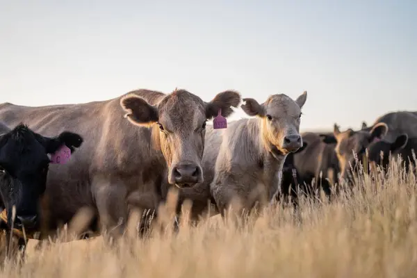 Kuh Auf Einem Feld Bei Sonnenuntergang Einem Sommer Einer Trockenen — Stockfoto