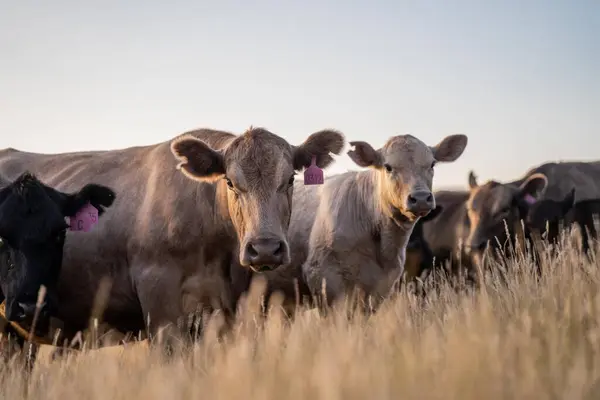 Fette Kuhherde Auf Einem Feld Auf Einem Nachwachsenden Landwirtschaftlichen Betrieb — Stockfoto