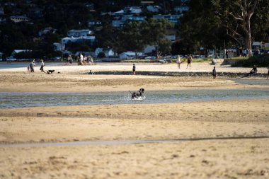 Yazın Avustralya 'da kumsalda köpek.