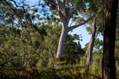 Avustralya ormanlarındaki ağaçlar ve çalılar. Gumtrees ve yerel bitkiler büyüyor