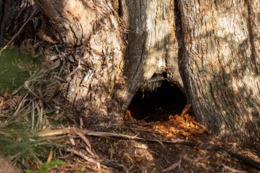 Avustralya ormanlarındaki ağaçlar ve çalılar. Gumtrees ve yerel bitkiler büyüyor