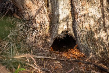 Avustralya ormanlarındaki ağaçlar ve çalılar. Gumtrees ve yerel bitkiler büyüyor