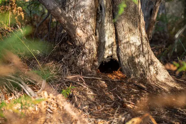 Avustralya ormanlarındaki ağaçlar ve çalılar. Gumtrees ve yerel bitkiler büyüyor