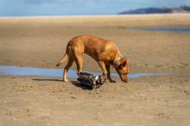 Yazın Avustralya 'da kumsalda köpek.
