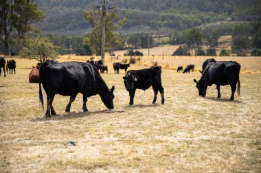 Avustralya wagyu inekleri çayırda otluyor. İlkbaharda bir otlakta ot yiyen siyah bir angus ineğinin yakınına. 