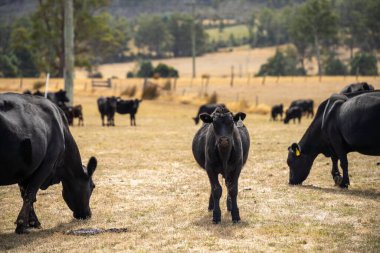 Avustralya 'da bir çiftlikteki yeşil bir tepede sürdürülebilir inek sürüsü. Tarladaki güzel inek. Angus ve dörtnala giden sığırlarla Avustralya tarım arazisi