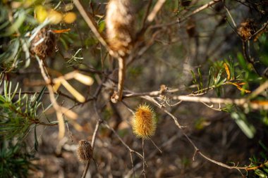 Avustralya ormanlarındaki ağaçlar ve çalılar. Gumtrees ve yerel bitkiler büyüyor