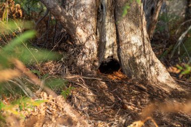 Avustralya ormanlarındaki ağaçlar ve çalılar. Gumtrees ve yerel bitkiler büyüyor