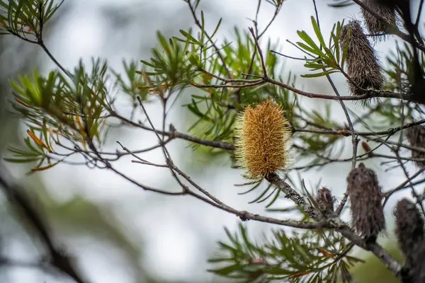 stock image beautiful gum Trees and shrubs in the Australian bush forest. Gumtrees and native plants growing 