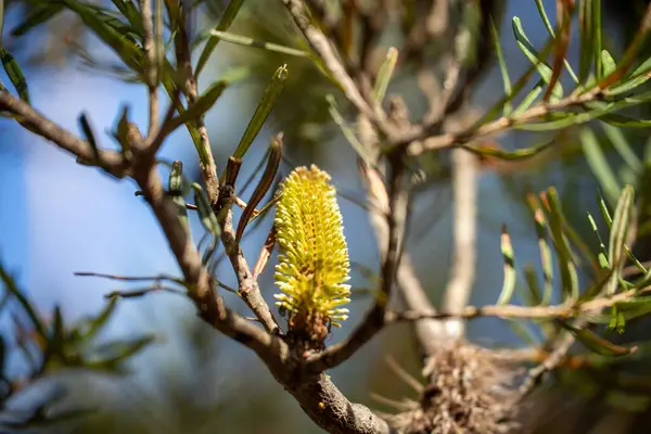 stock image Trees and shrubs in the Australian bush forest. Gumtrees and native plants growing