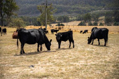 beautiful cattle in Australia  eating grass, grazing on pasture. Herd of cows free range beef being regenerative raised on an agricultural farm.  clipart