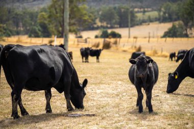 Avustralya wagyu inekleri çayırda otluyor. İlkbaharda bir otlakta ot yiyen siyah bir angus ineğinin yakınına. 