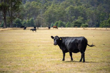 Herd of sustainable cows on a green hill on a farm in Australia. Beautiful cow in a field. Australian Farming landscape with Angus and belted galloway cattle clipart