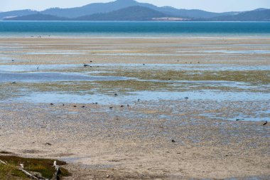 Avustralya 'da yaz aylarında kuşlar ve bitkilerle tuzlu bataklık.