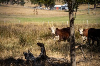 Avustralya wagyu inekleri çayırda otluyor. İlkbaharda bir otlakta ot yiyen siyah bir angus ineğinin yakınına. 