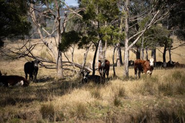 Avustralya wagyu inekleri çayırda otluyor. İlkbaharda bir otlakta ot yiyen siyah bir angus ineğinin yakınına. 