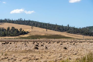 Merino koyunu, Yeni Zelanda ve Avustralya 'da otluyor ve yiyor.