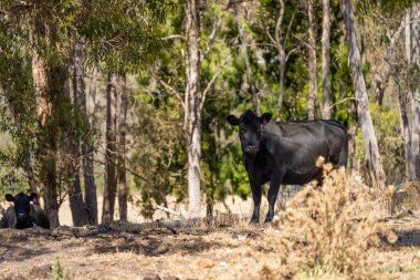 Avustralya wagyu inekleri çayırda otluyor. İlkbaharda bir otlakta ot yiyen siyah bir angus ineğinin yakınına. 