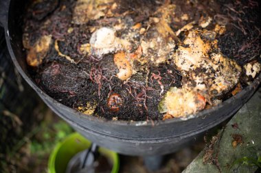 Avustralya 'da gübre yığınındaki solucanlar, organik termohilik gübre dönüşüyor.