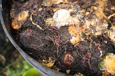 Avustralya 'da solucanların parçaladığı gübre kutusundaki sebze atıkları.