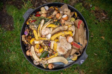 Gübre yığınındaki solucanlar. Bir çiftlikte gübre için toprak biyolojisi içeren termohilik gübre üretiyor.