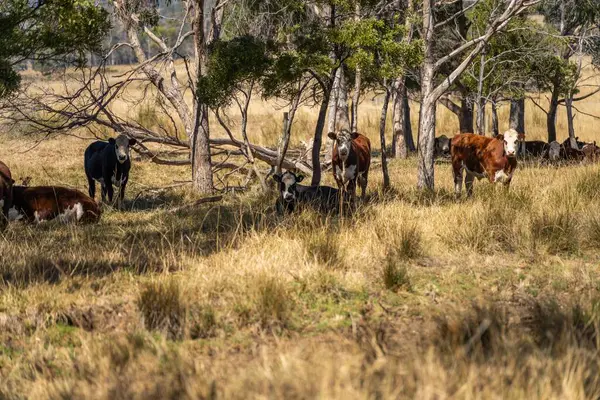 Avustralya 'daki güzel sığırlar ot yer, otlakta otlarlar. Bir tarım çiftliğinde büyüyen sığır sürüsü.. 