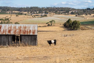 belted galloway cow in a field on a farm in australia clipart