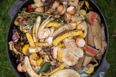 Gübre yığınındaki solucanlar. Bir çiftlikte gübre için toprak biyolojisi içeren termohilik gübre üretiyor.