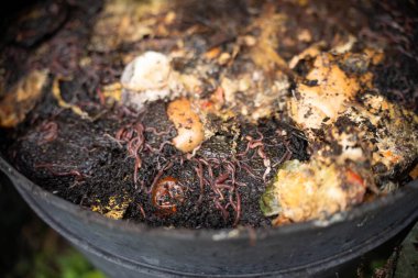 mikroskop altında nematodları ve mantarları olan mikroorganizmalar ve toprak biyolojisi.