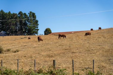Bir Avustralya 'da alacakaranlıkta otlayan angus inekleri sürüsü.