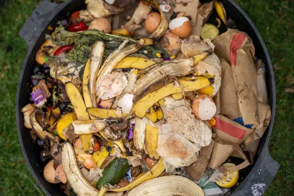 Gübre yığınındaki solucanlar. Bir çiftlikte gübre için toprak biyolojisi içeren termohilik gübre üretiyor.