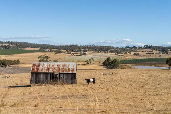 stock image farm shed on a livestock farm. with cows and livestock 