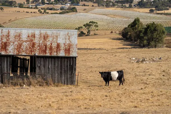 Avustralya wagyu inekleri çayırda otluyor. İlkbaharda bir otlakta ot yiyen siyah bir angus ineğinin yakınına. 